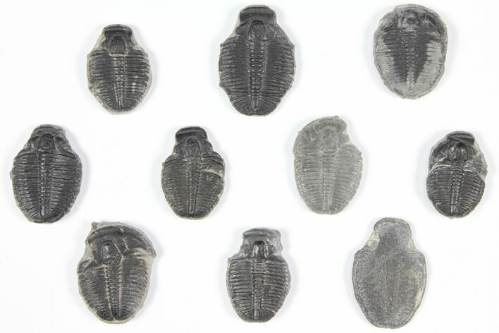 Lot: / to Elrathia Trilobite Molt Fossils - Pieces #92060